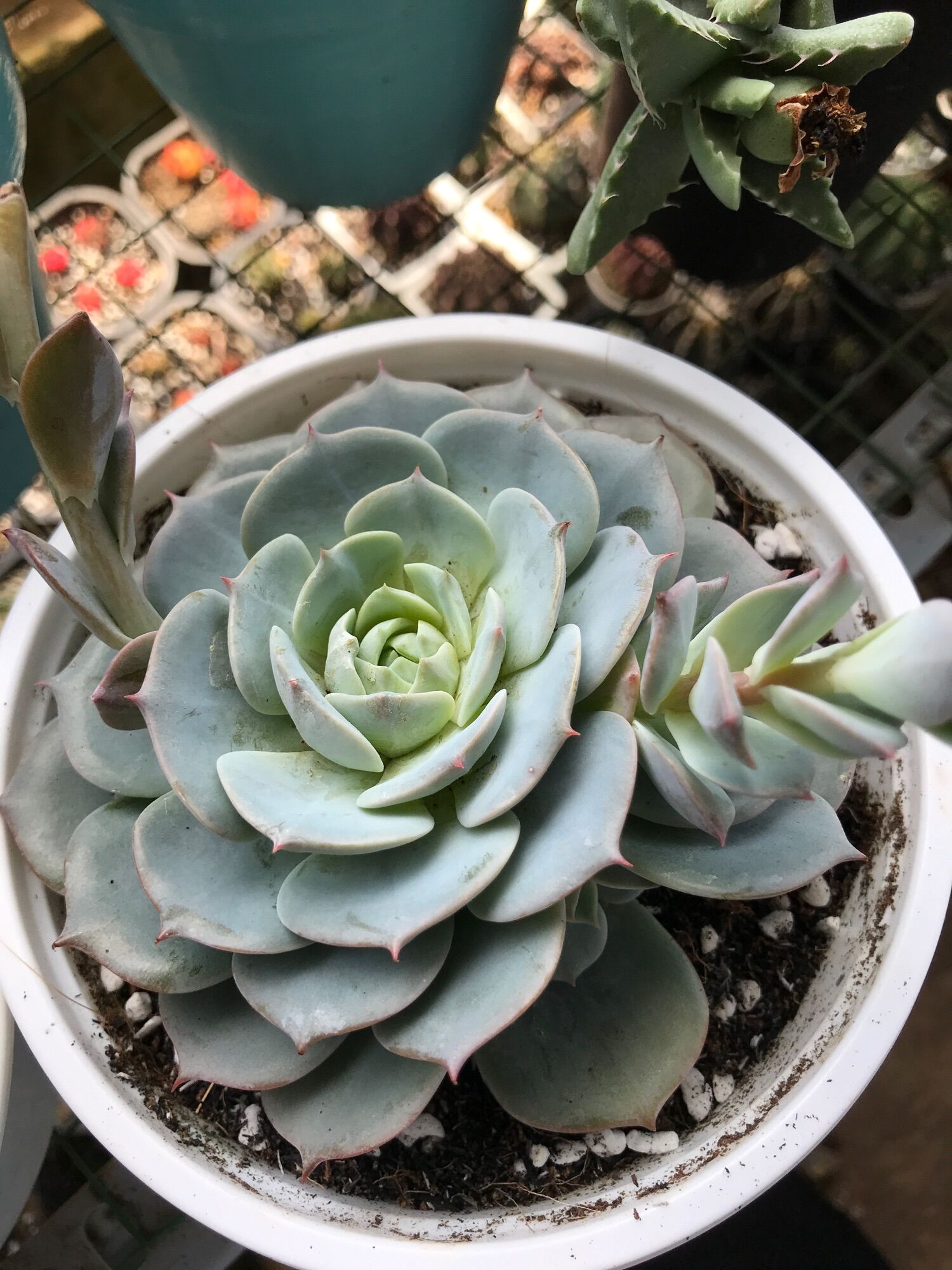 Sen đá vượt size tô 15cm đã thuần  giống mới