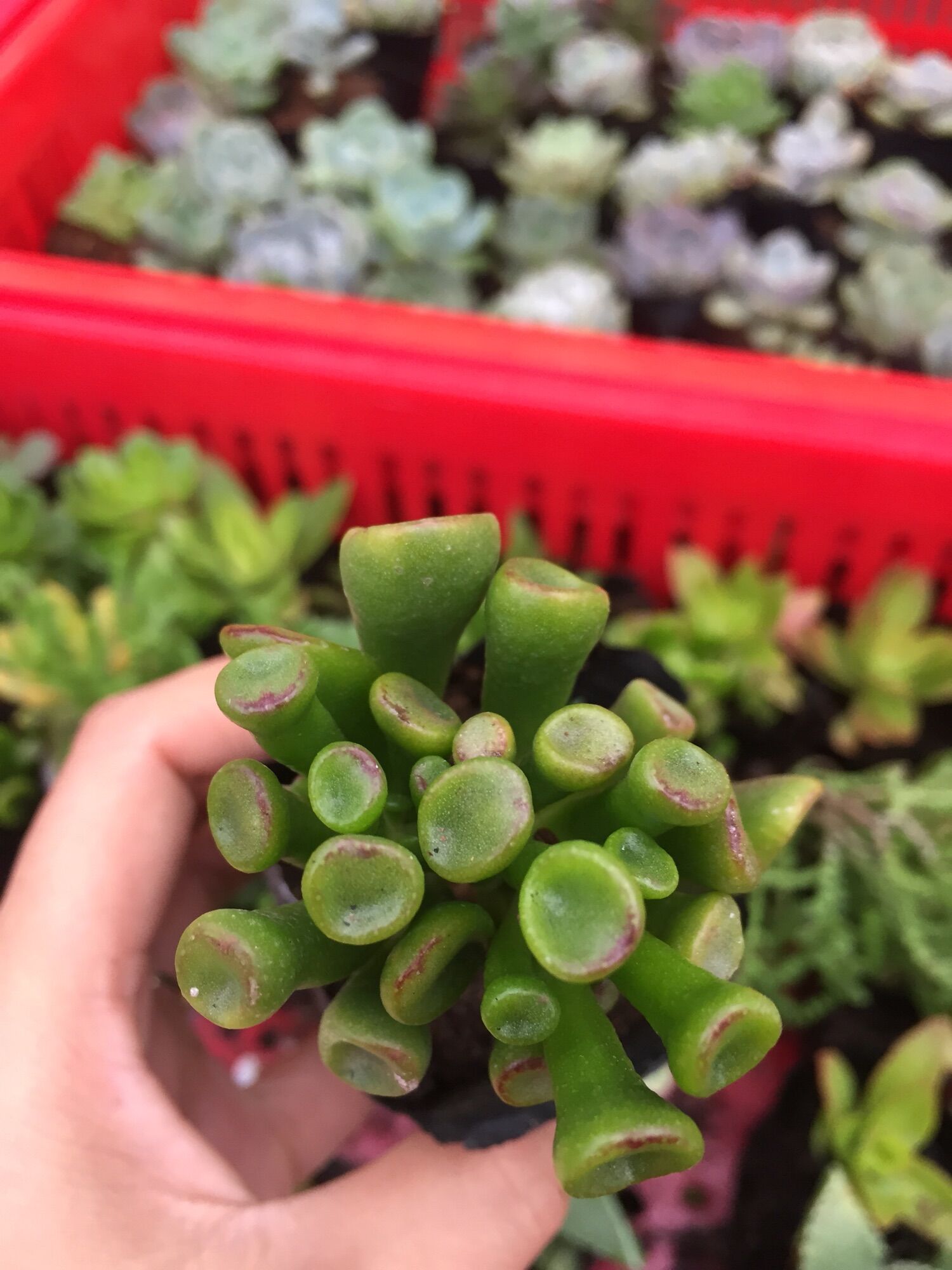 Sen Đá Ống Điếu size bầu