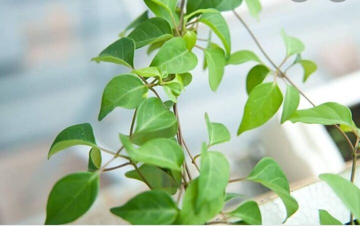 1kg lá giang khô để nấu chua, nấu lẩu