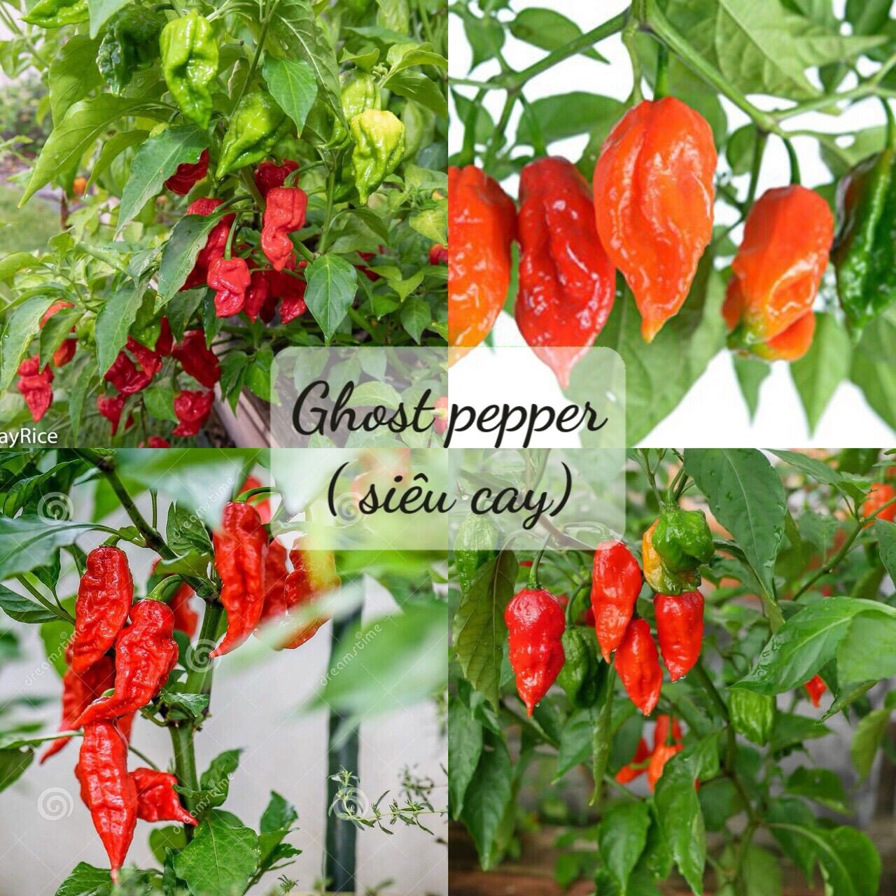 Hạt giống ớt ghost siêu cay nhập mỹ gói 10/15 hạt