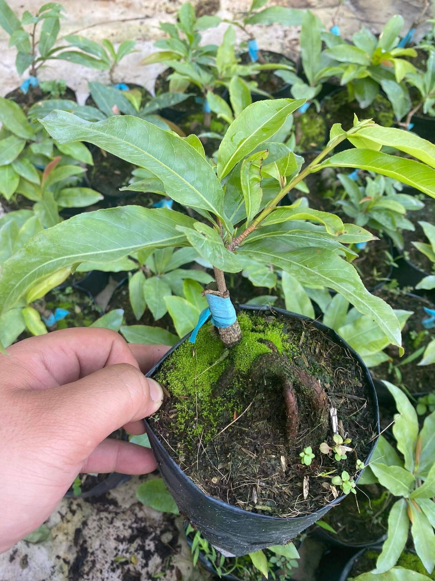 Mai giống Siêu Bông Sài Gòn