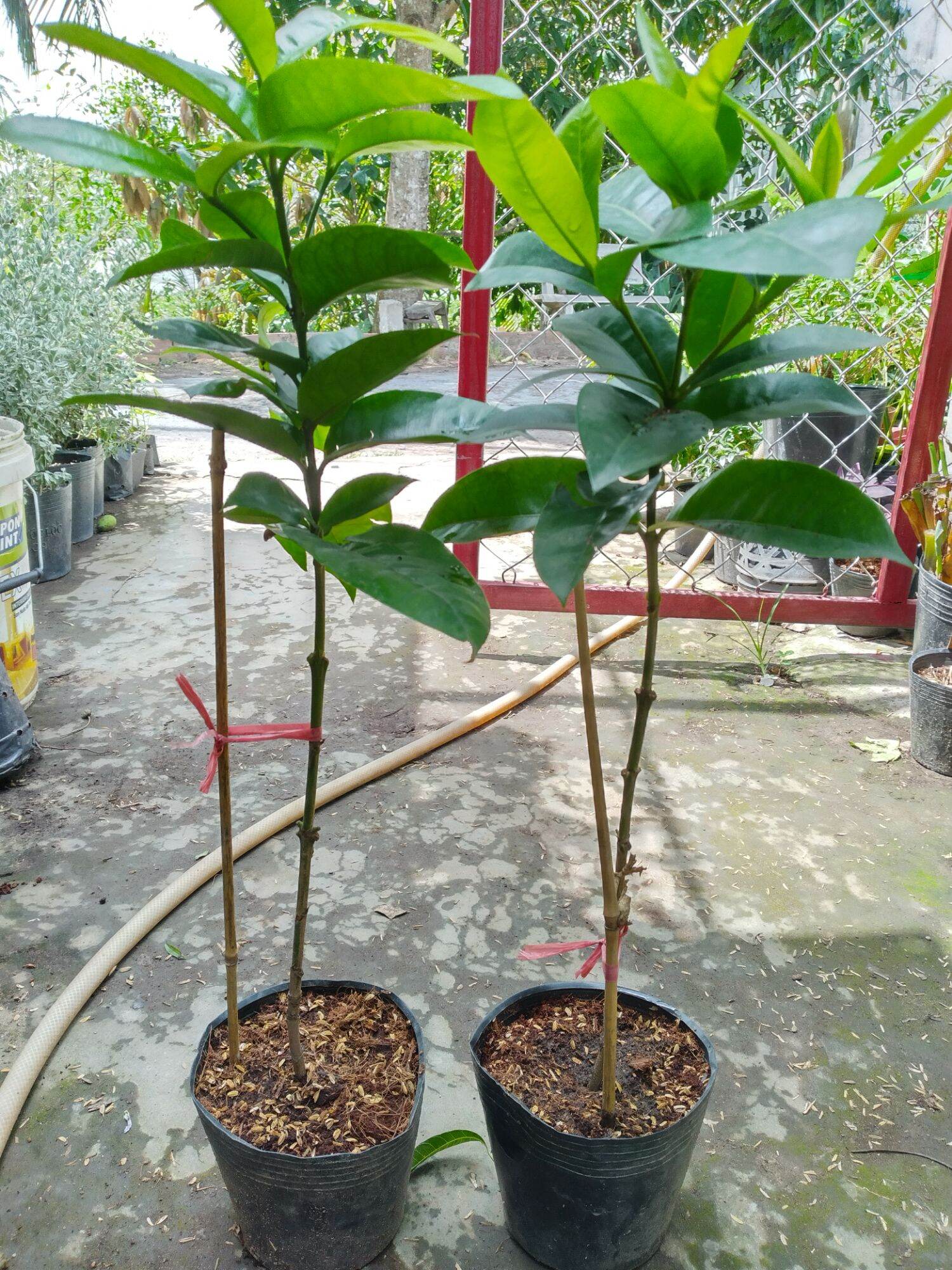 Cây bông Trang mỹ hồng 1 cốt