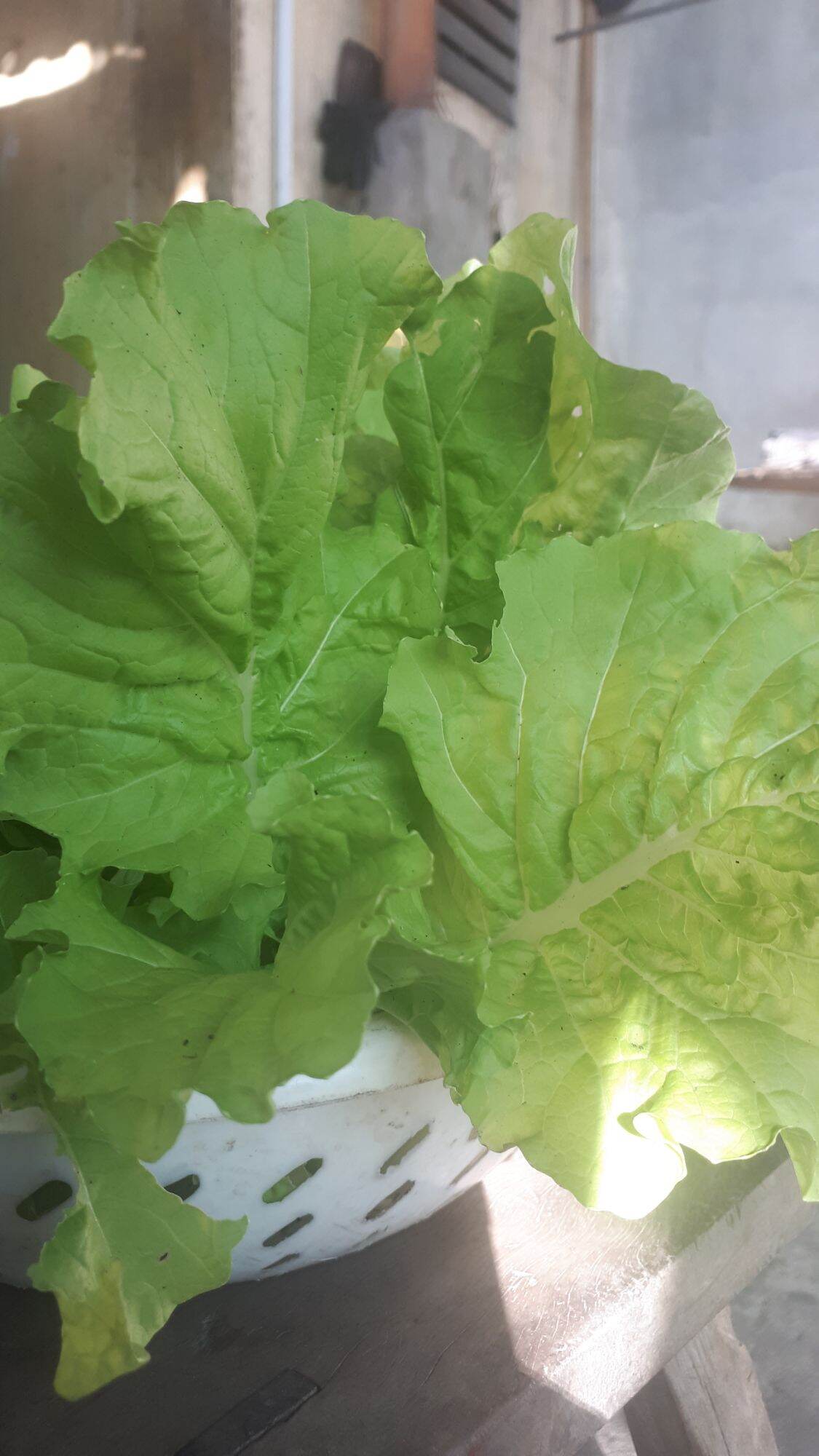 5Gr HẠT GIỐNG CẢI BẸ DÚN