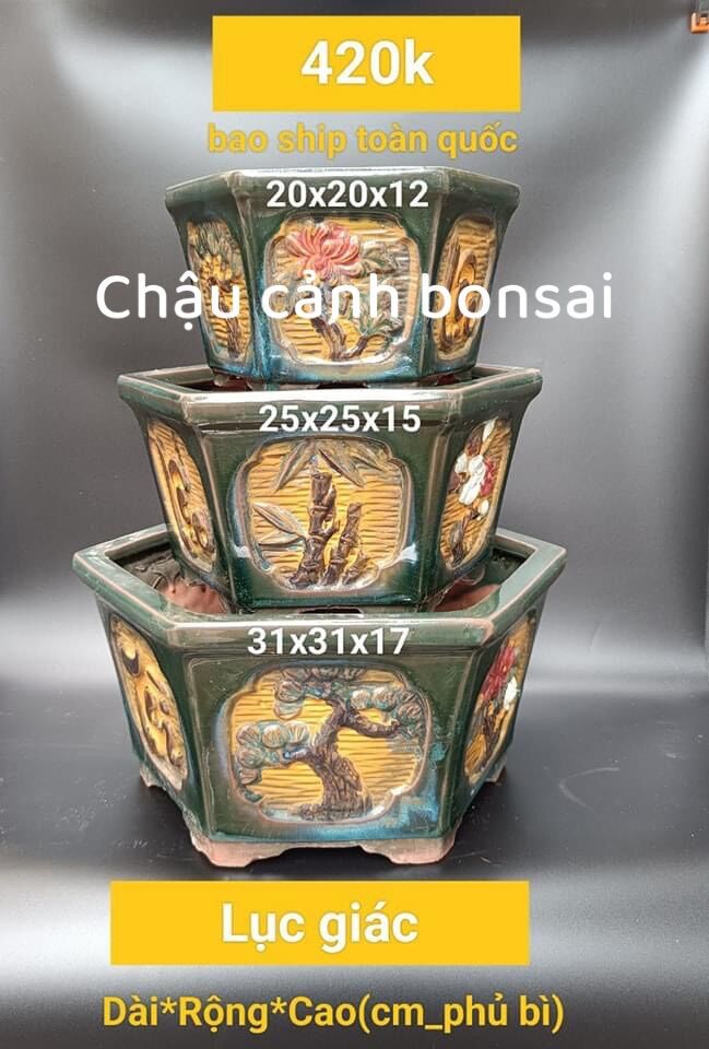 Bộ 3 chậu lục giác trồng cây bonsai