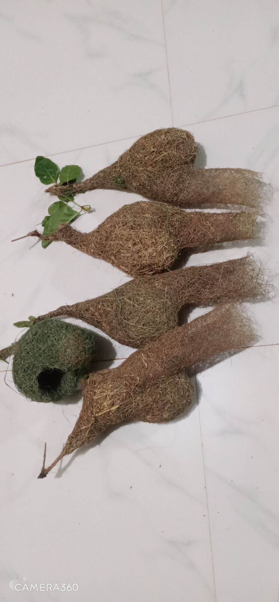 tổ chim dòng dọc