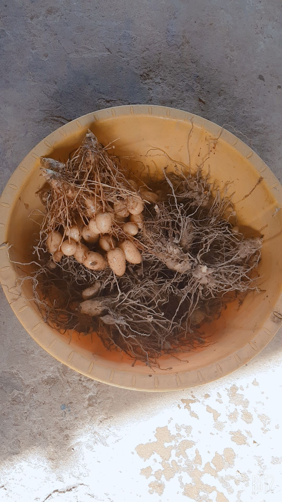 củ lùn giống  12 củ trồng
