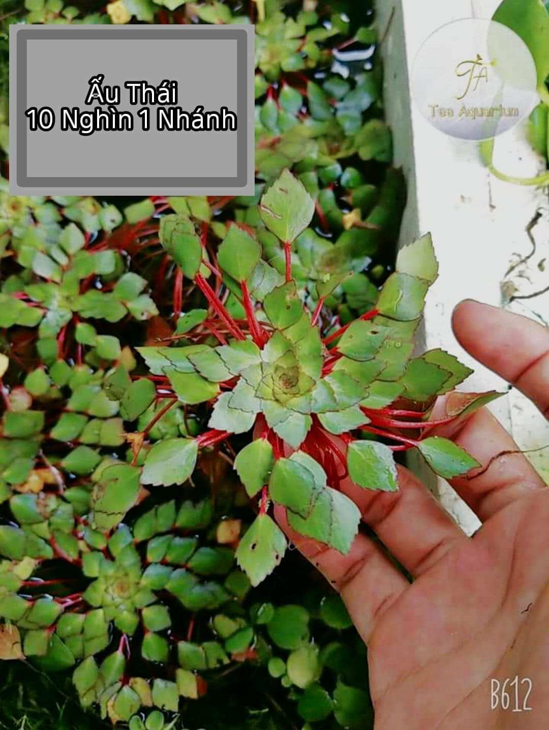 Ấu Thái - 1 Nhánh