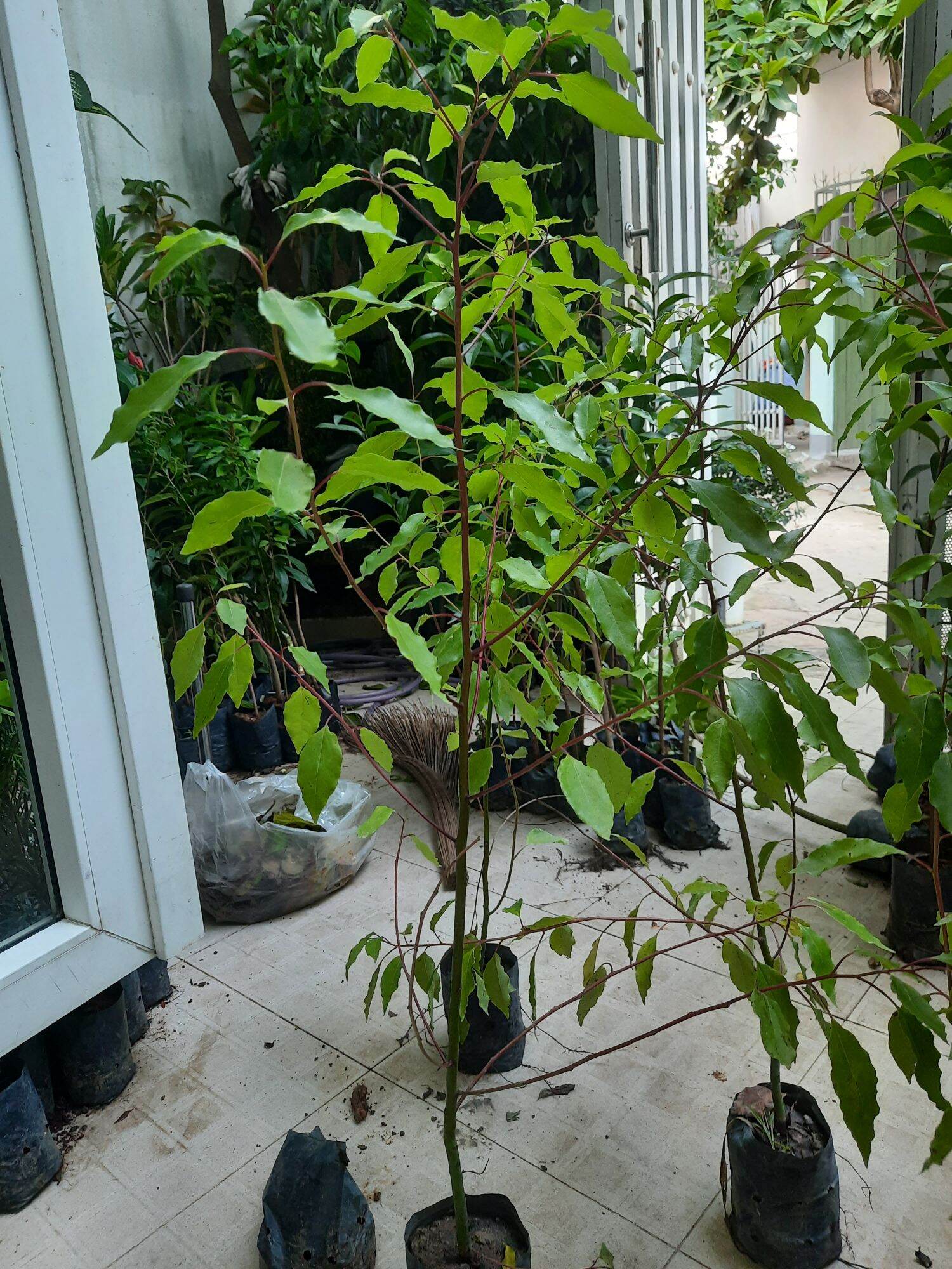 Cây long não, chiều cao 80cm