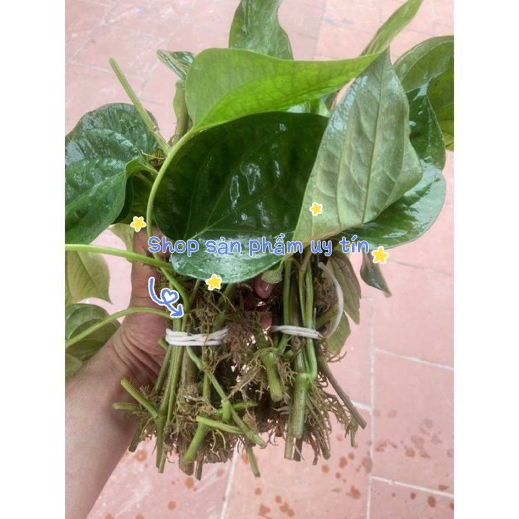 Cây trầu ta 10 thân có rễ(để ươm trồng)
