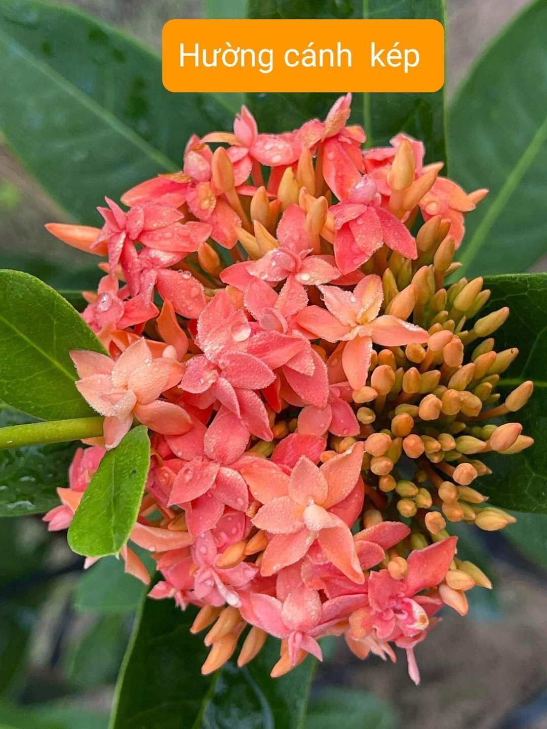 Hường Cánh Kép