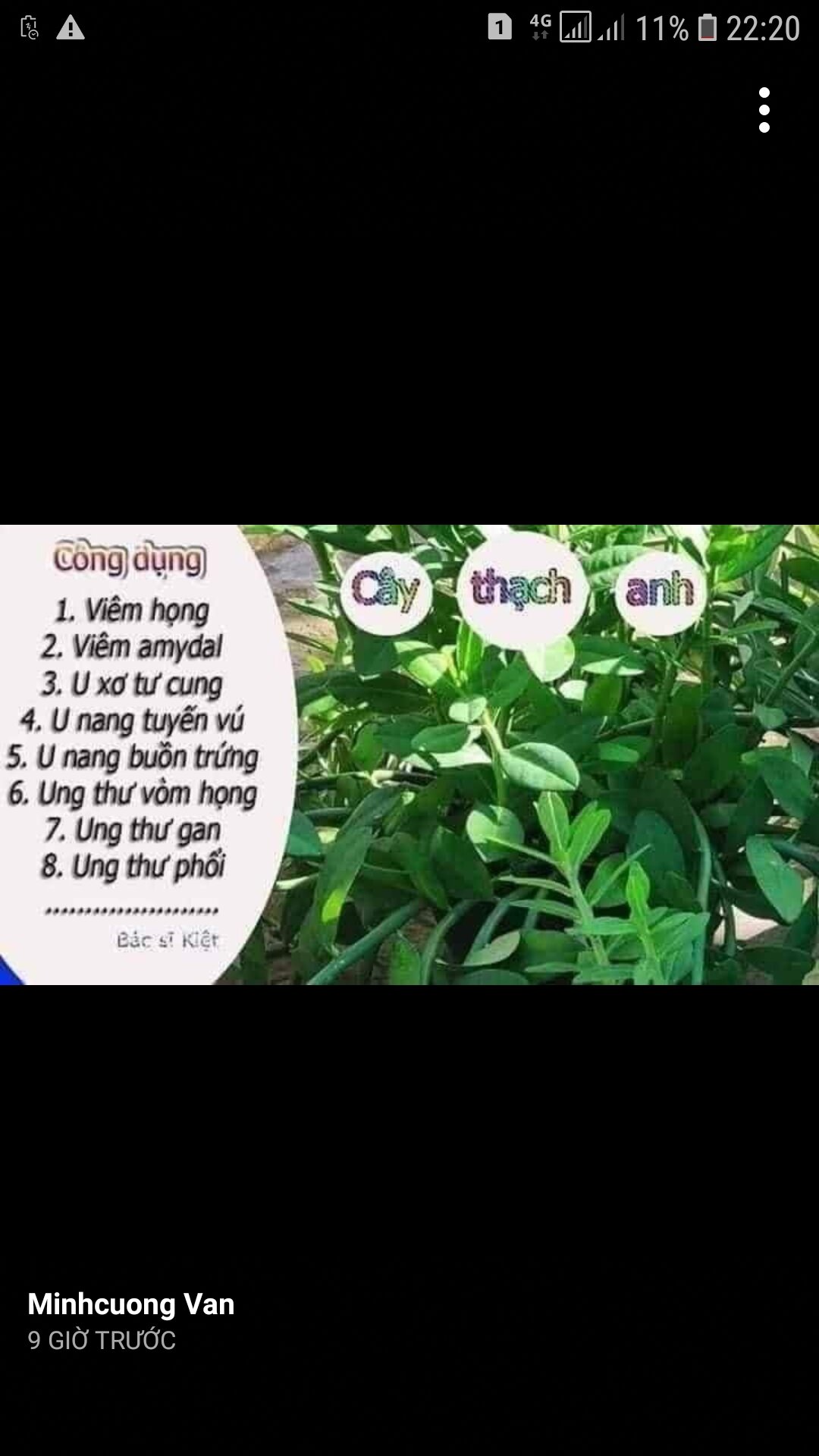 combo 6 cây thạch anh giống
