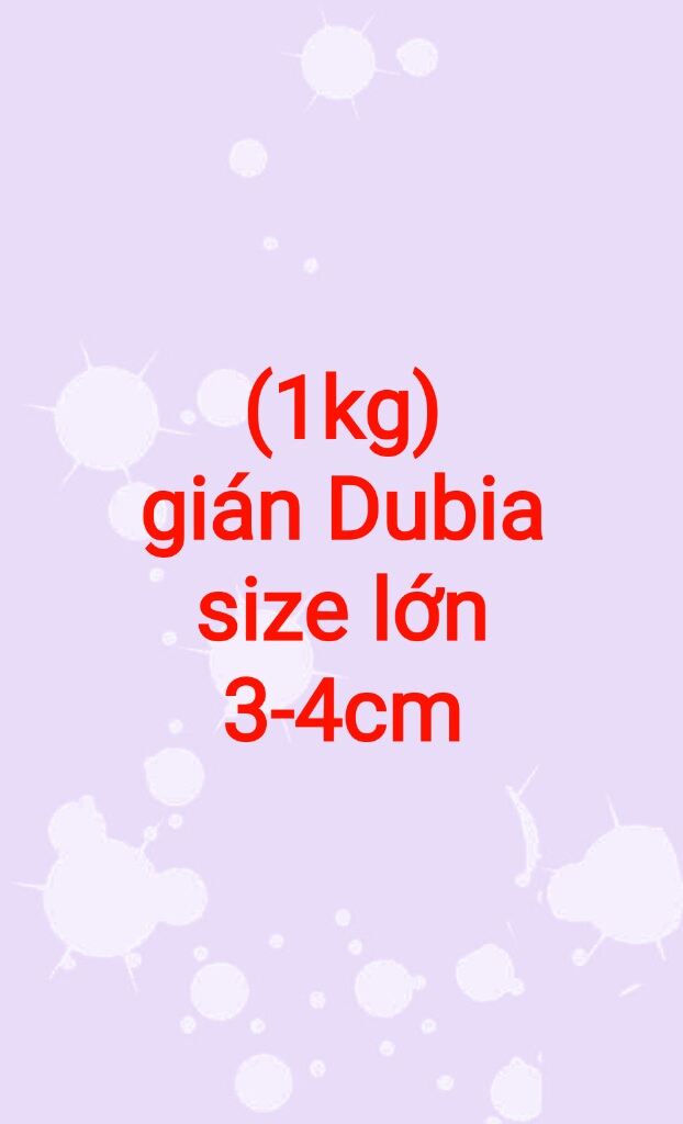 (1kg) gián Dubia size lớn vừa 3-4cm.