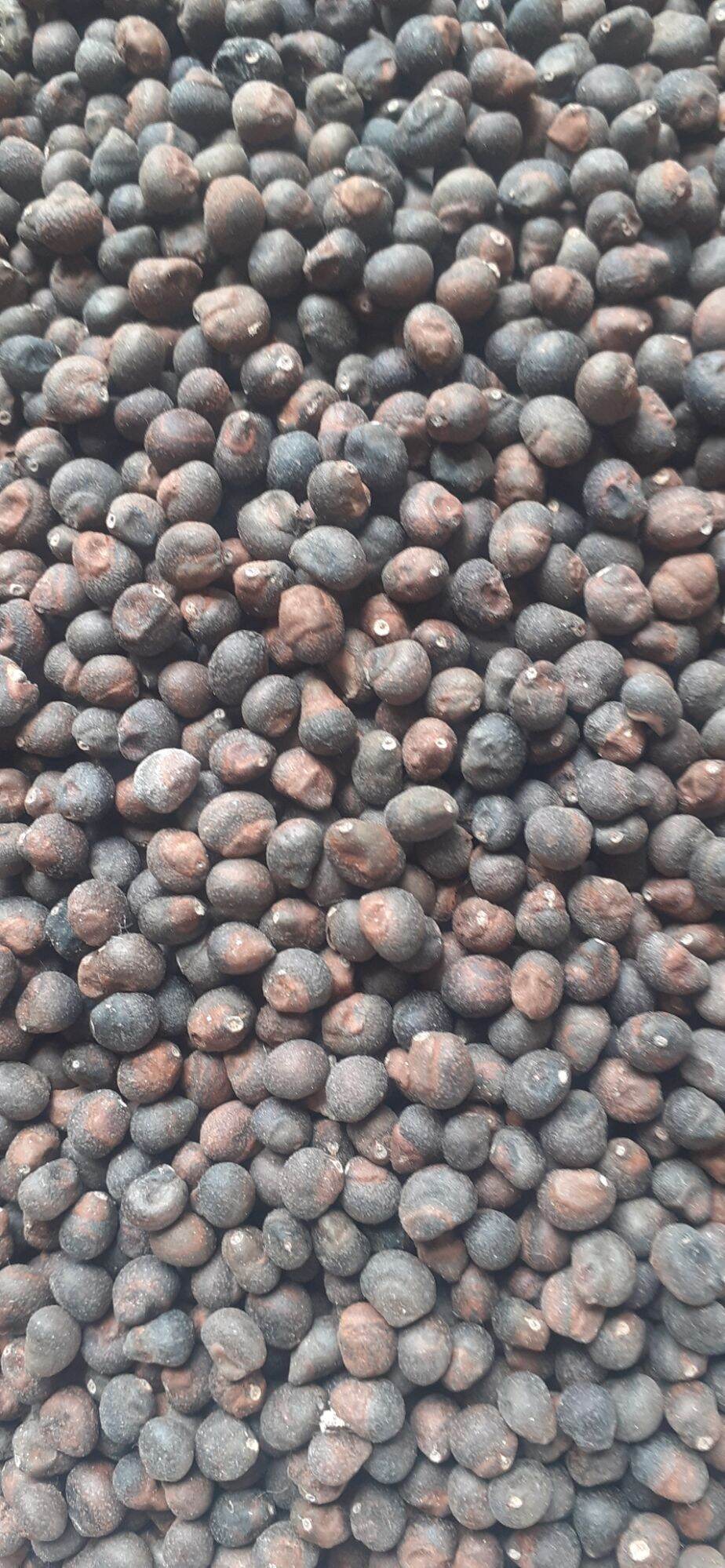 100gram hạt gòn giống