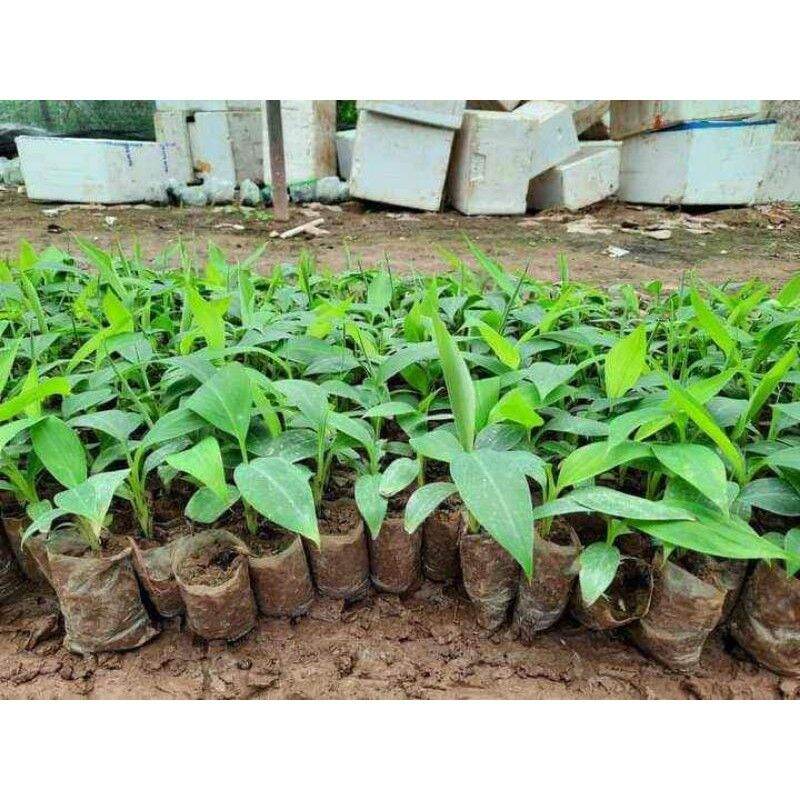 cây giống Chuối tá quạ