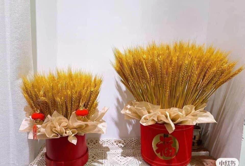 Hoa lúa mạch khô 100 bông