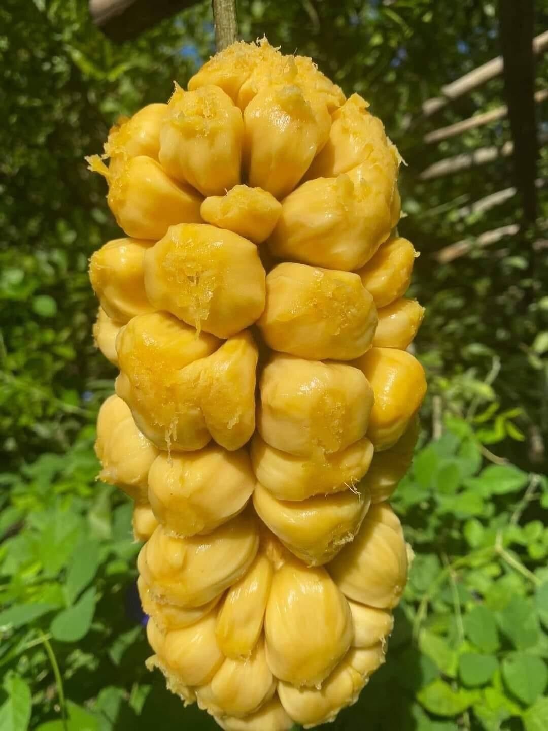 Cây giống mít tố nữ
