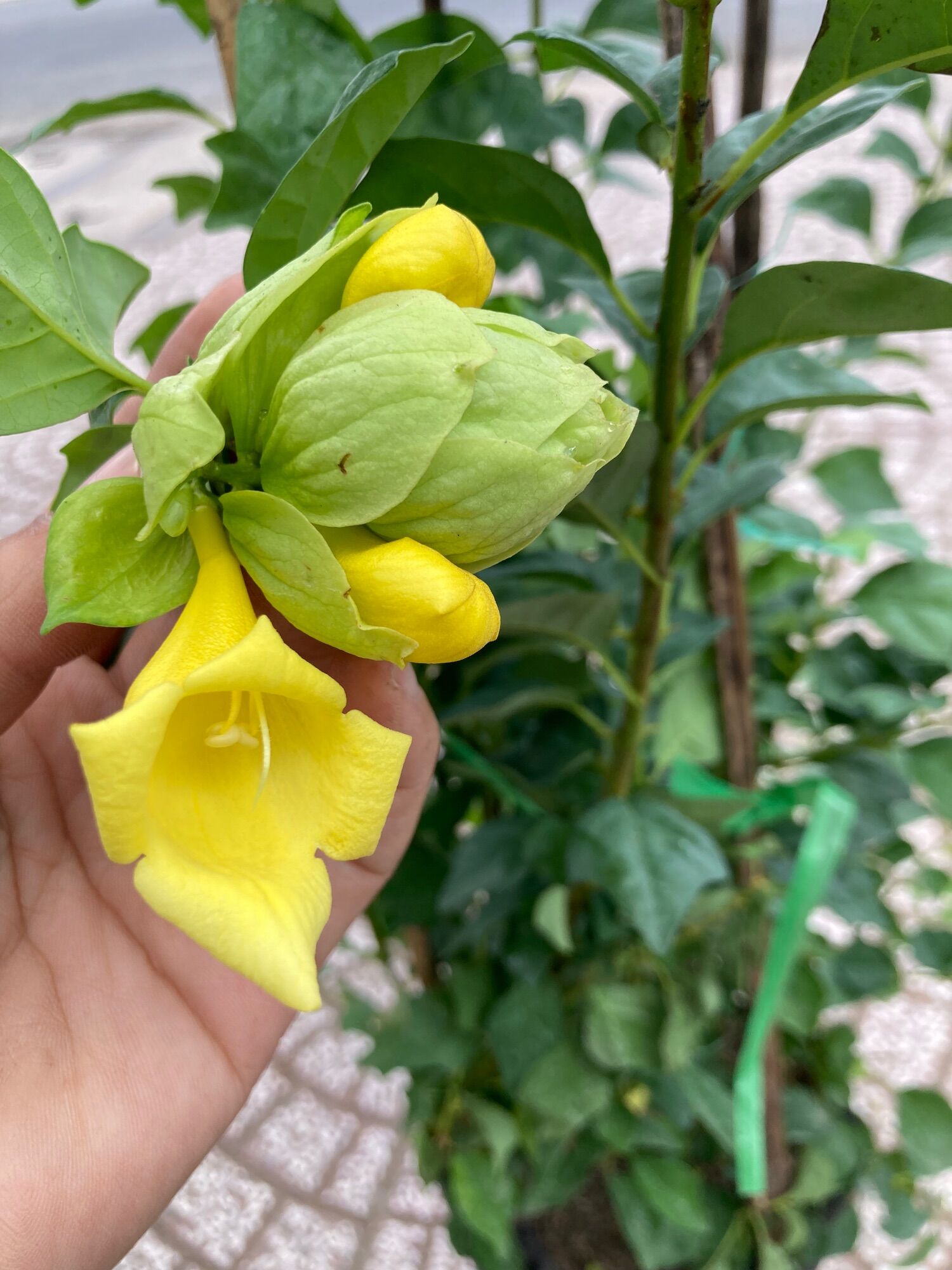 Cây Huyền Trân Công Chúa