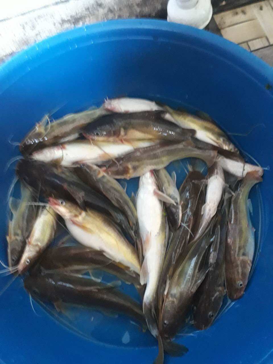 Mồi câu cá lăng Thái Lan Hủ 200g