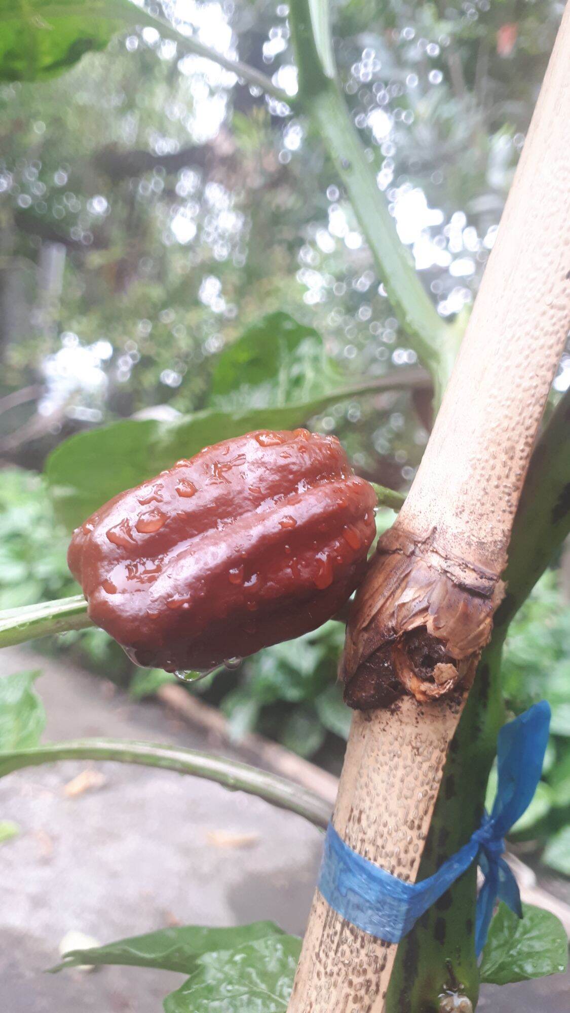 10 HẠT GIỐNG ỚT CAY HABANERO CHOCOLATE