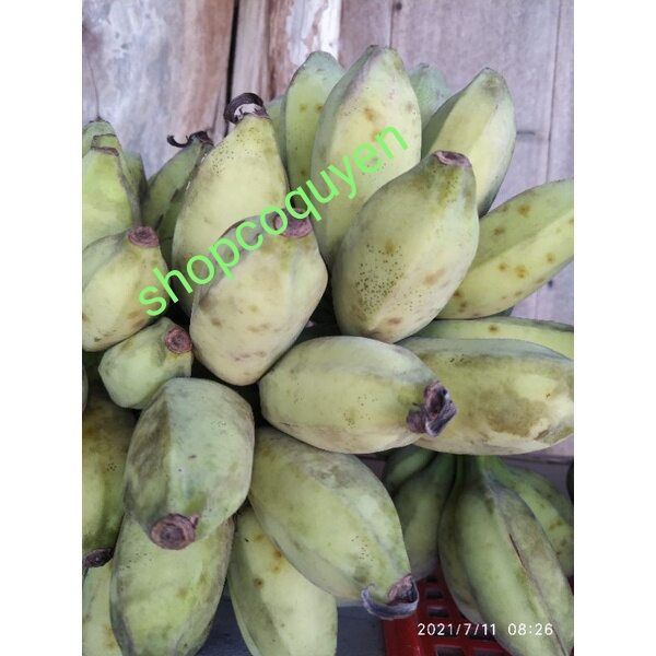 cây chuối sáp nghệ giống