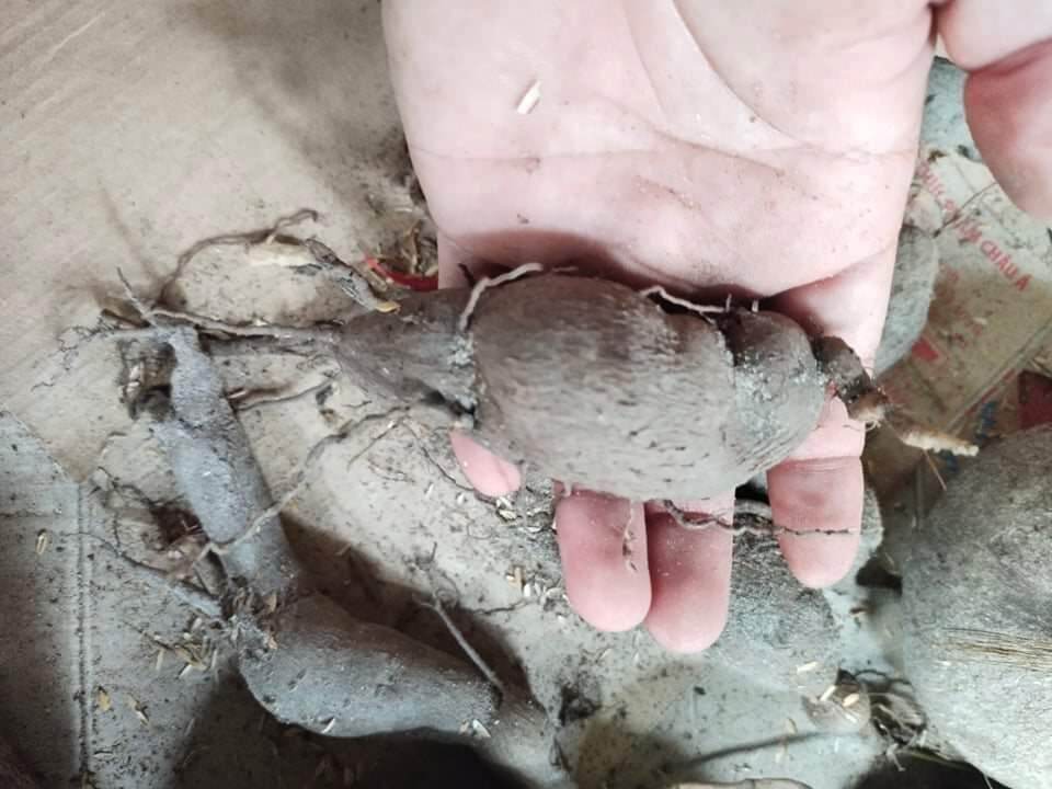 củ bình vôi, cây để bàn phong thủy