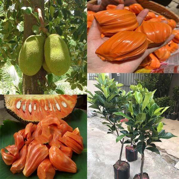 CÂY GIỐNG MÍT THÁI RUỘT ĐỎ SƠ ĐỎ SIÊU SỚM