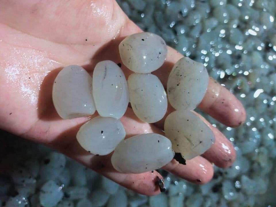 Hạt đác rừng tươi Phú Yên