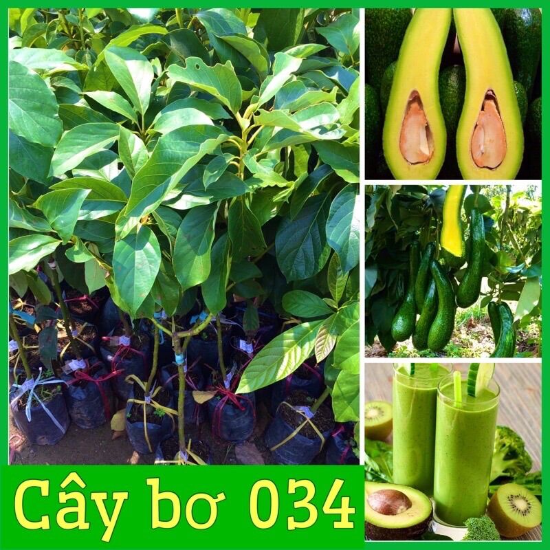 Cây bơ sáp giống 034 siêu quả