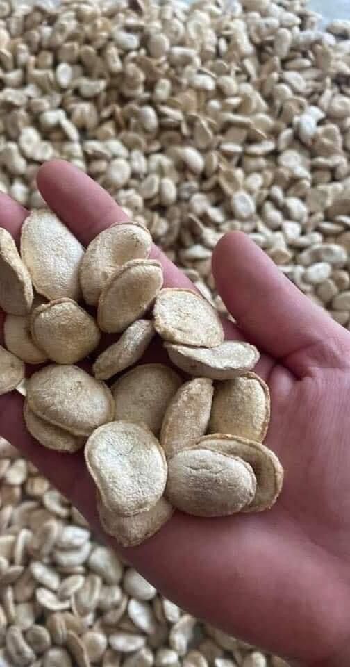 1 liệu trình Hạt Sang ( hạt Sành) tri dạ dày, đại tràng ( 10 hạt)