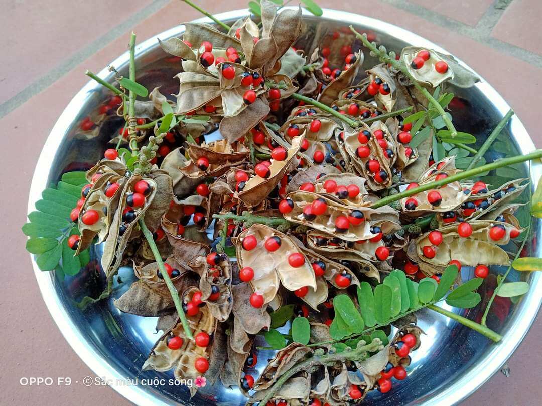 20 Hạt giống cam thảo dây/ chi chi/ tương tư