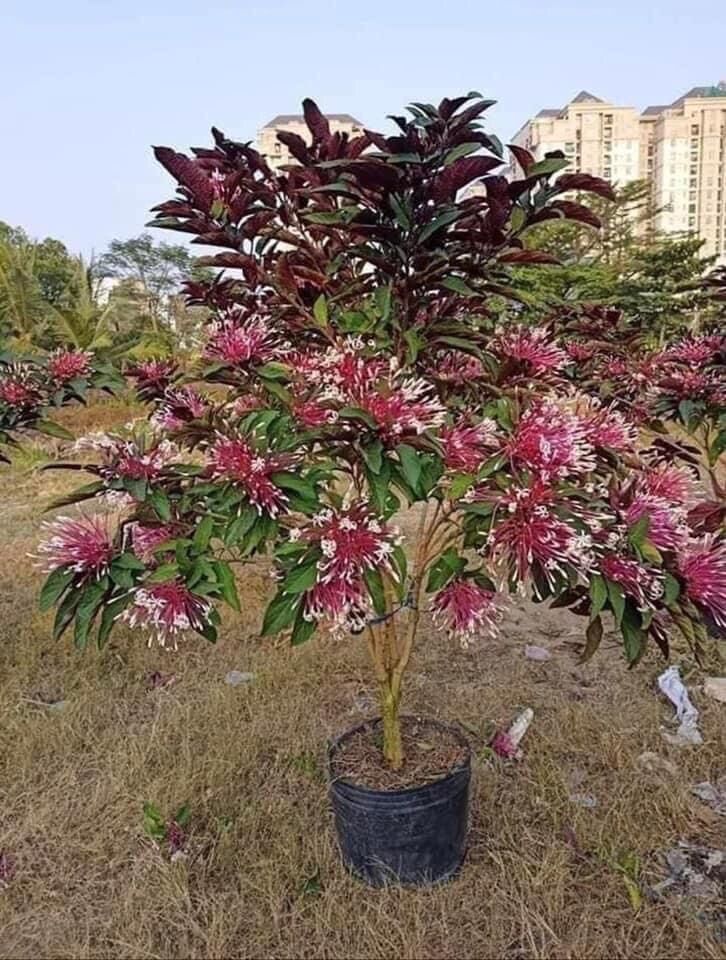 Cây pháo hoa/ hoa thiên phúc
