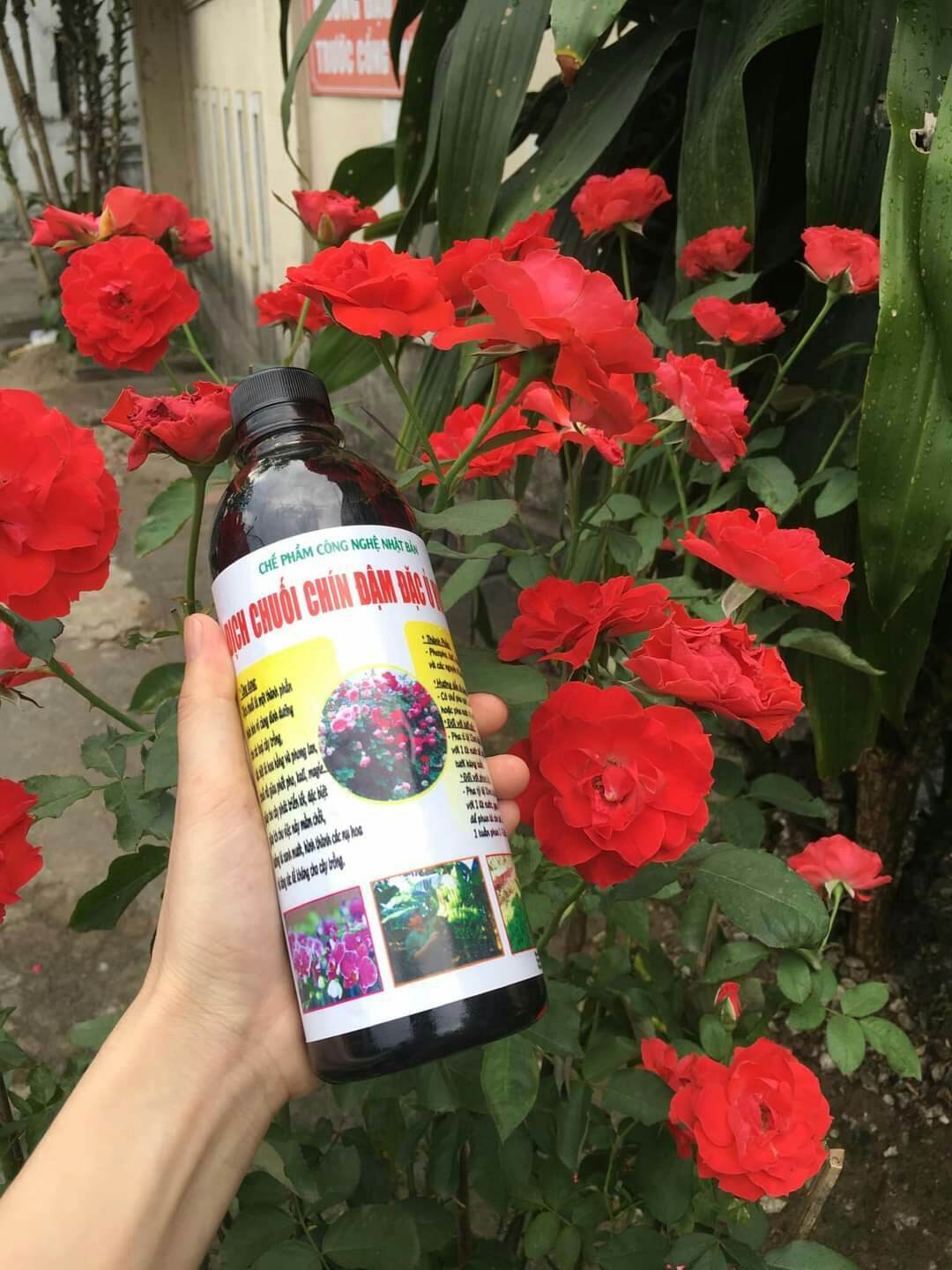Dịch chuối chín đậm đặc ủ humic