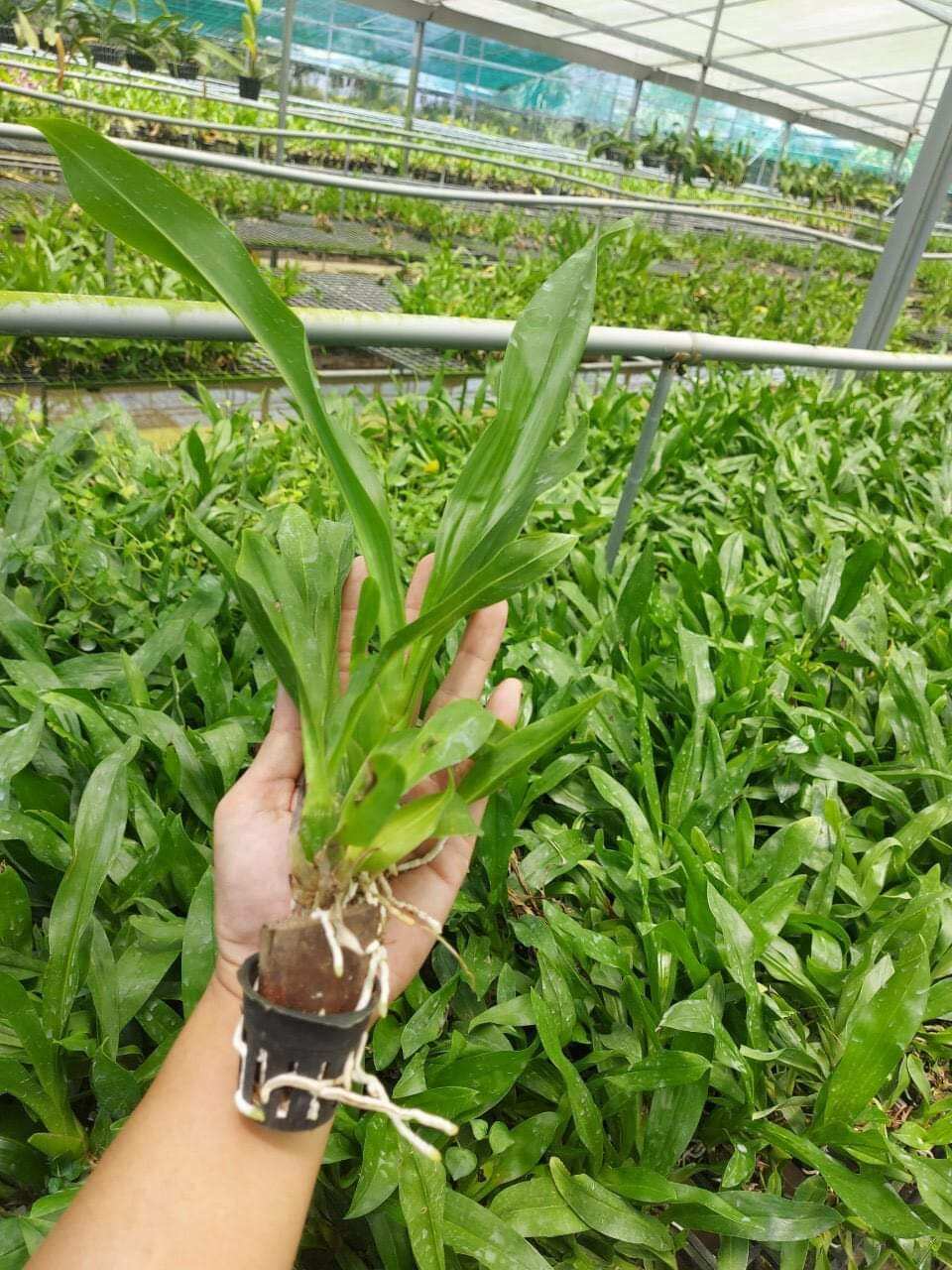 Hoàng hậu xanh cây giống