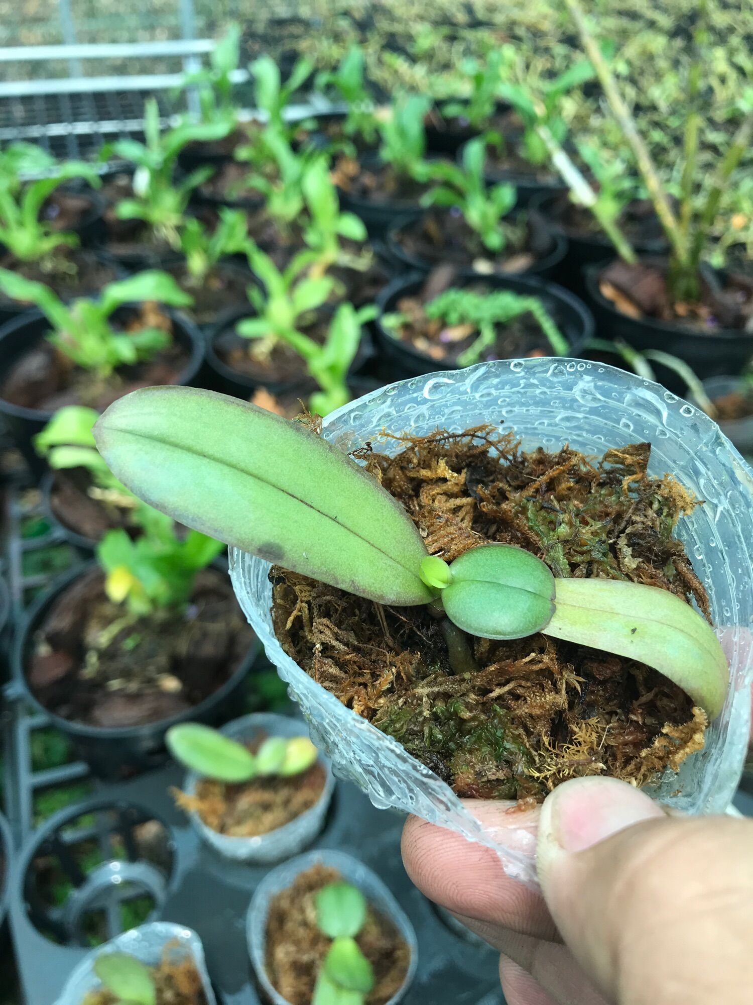 Hoa lan hồ điệp 120k/5 c