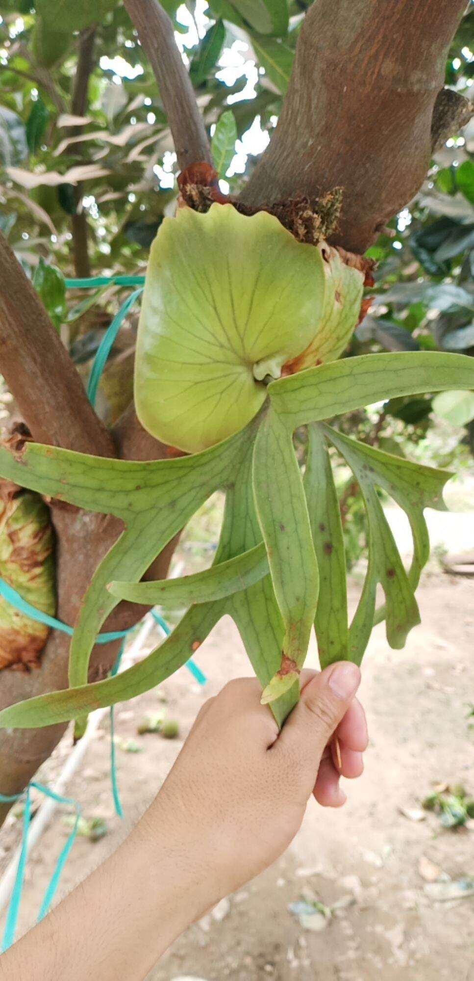 Cây Ổ Rồng