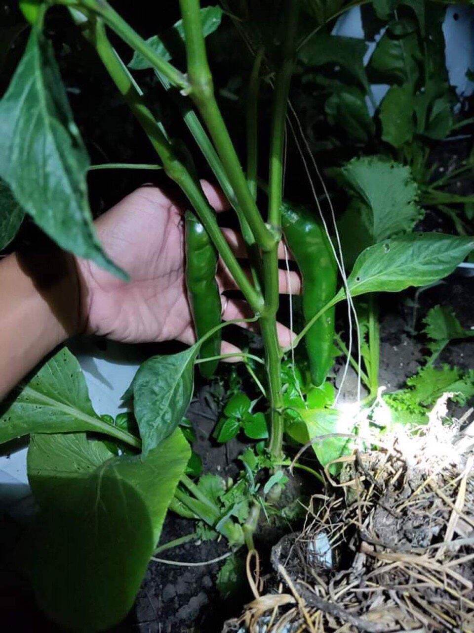 Hạt giống ớt xanh hàn quốc