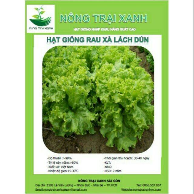 Hạt xà lách xoăn dún