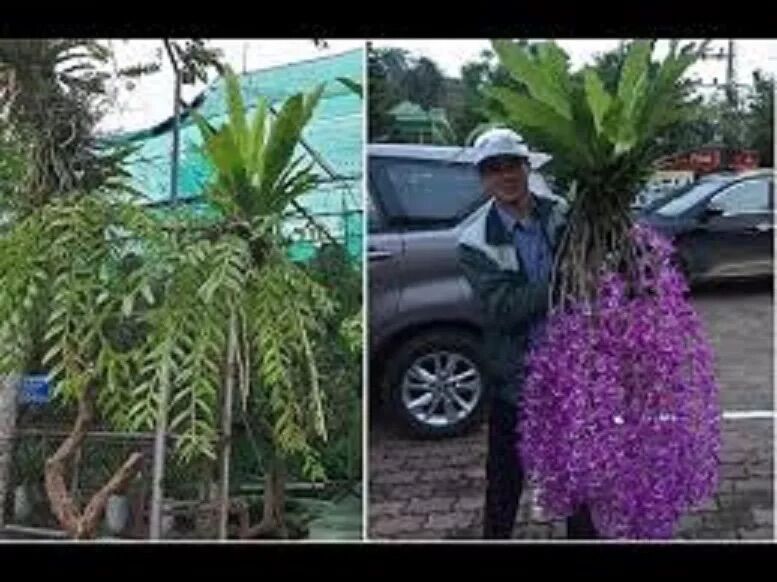 Tổ quạ ghép lan