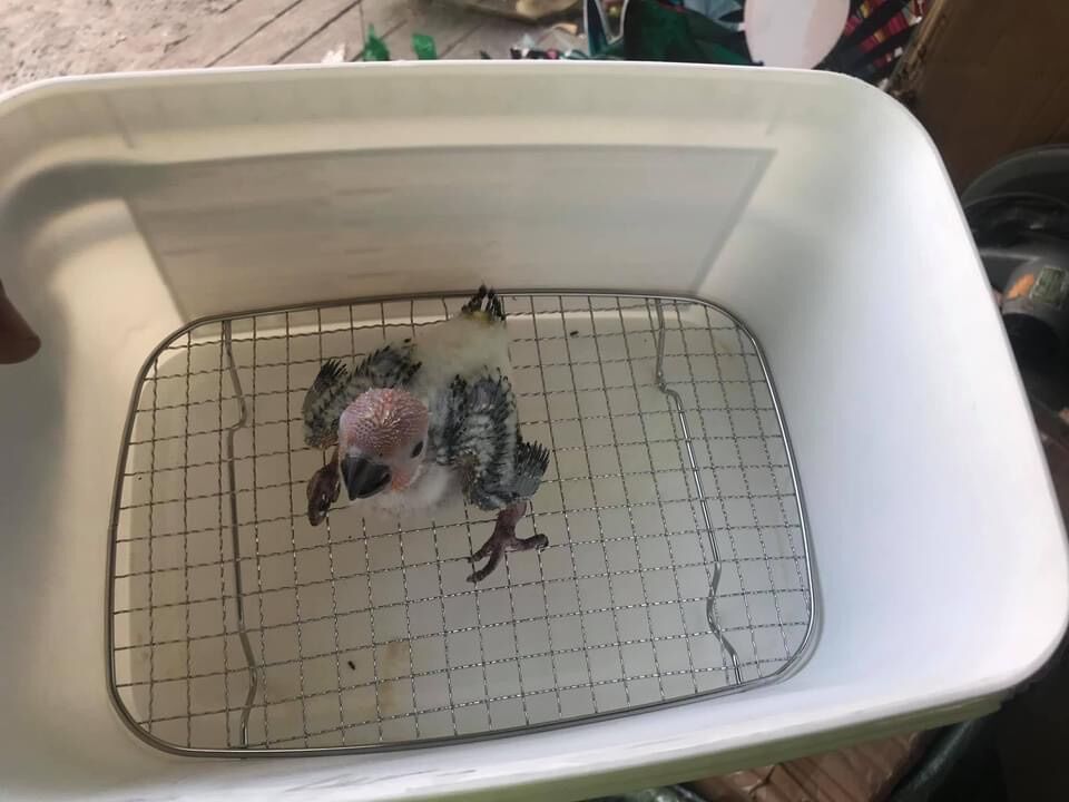 Vỉ lót nuôi chim non