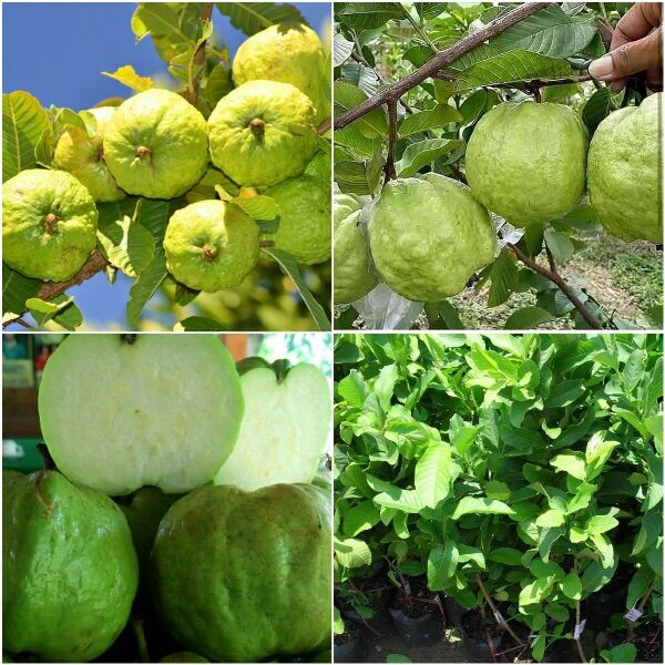 Cây ổi nữ hoàng, không hạt - chuẩn F1