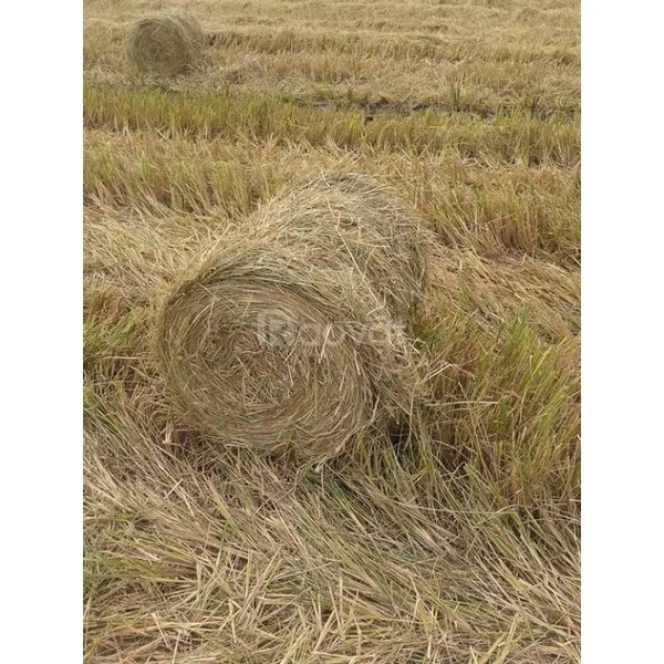 Combo 5kg rơm khô