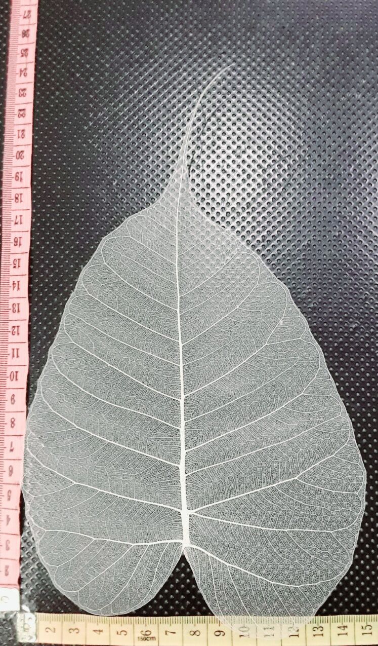 XƯƠNG LÁ SIZE LỚN ngang từ 13 -15cm