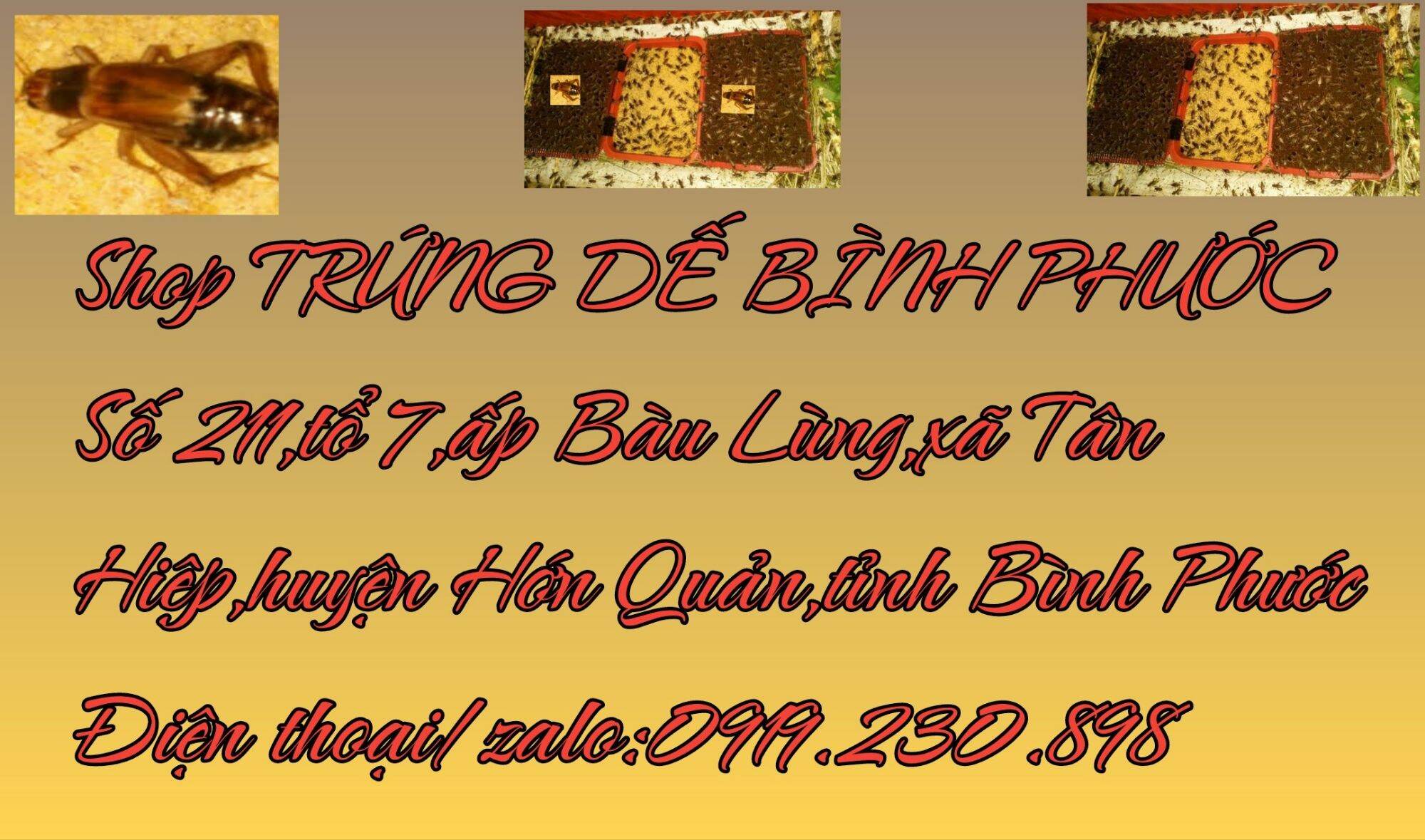 Trứng Dế Thái Vàng