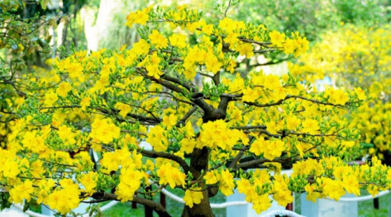 Cây giống hoa Mai vàng tứ quý cao 40 cm