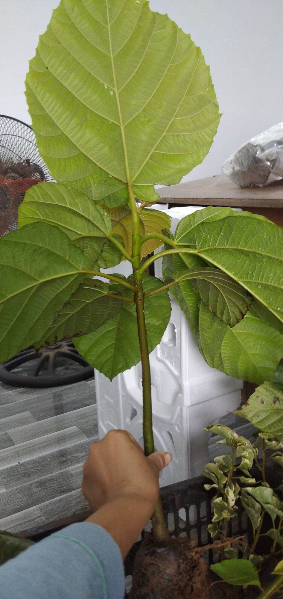 Cây Vả giống ( sung vả) cao 45cm