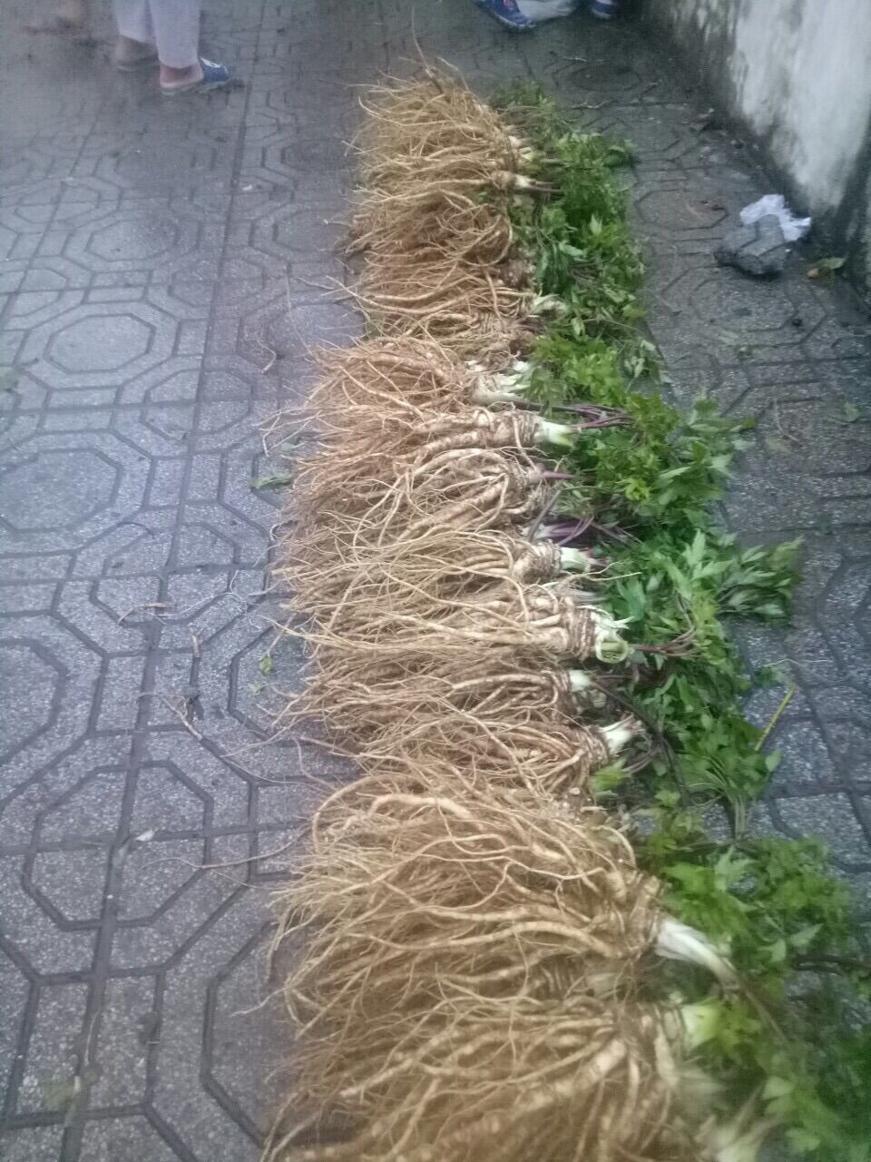 4kg sâm đương quy tươi Tây Bắc (45k/1kg)