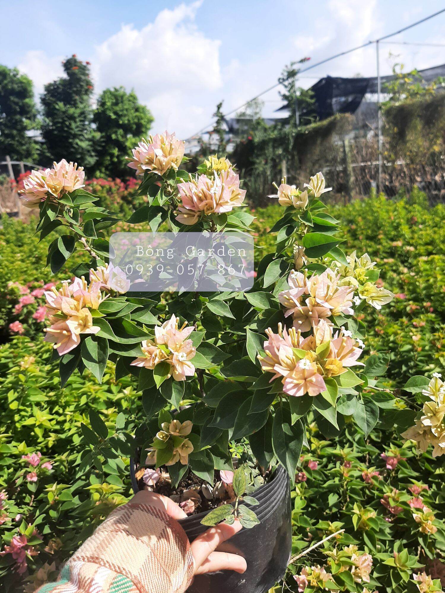 [Sale xả 07 ngày]_ Bong Garden_ Cây Hoa Giấy Mỹ Vàng, Mỹ Hồng giống cây mới, cây đang hoa, rễ khỏe, dễ chăm, siêng hoa và tạo củ