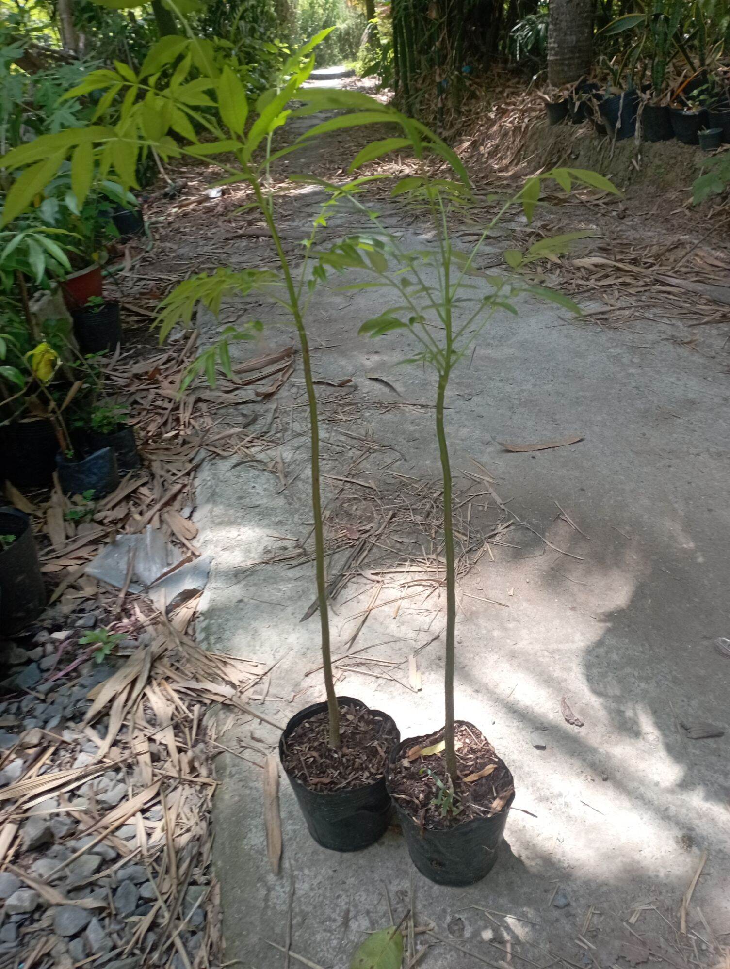 cây giống Cóc Cầy Thái