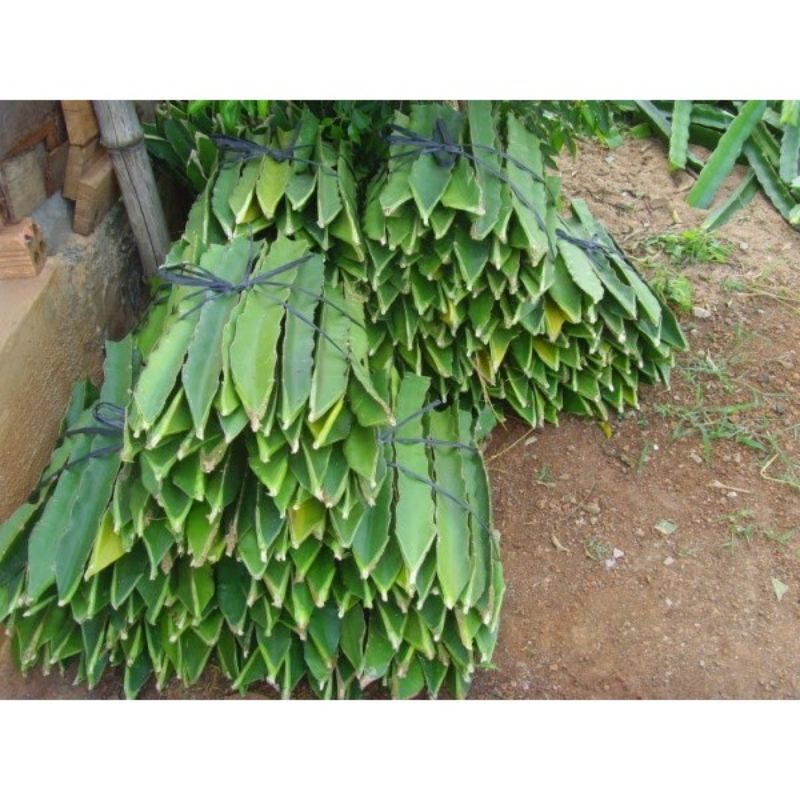3 cành giống thanh long ruột trắng