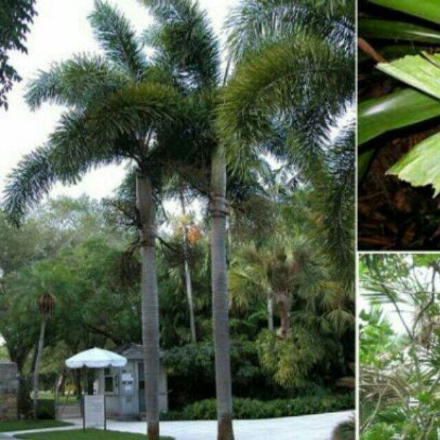 Combo 2 cây cau đuôi chồn cây đẹp. Cao 100cm từ gốc đến lá.